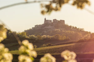 Falkenstein, Falkenstein castle, blooming fruit trees in Weinviertel region, Lower Austria, Austria Falkenstein, Falkenstein castle, blooming fruit trees in Weinviertel region, Lower Austria, Austria