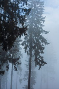 Vorau, spruce trees in fog, Steirisches Thermenland - Oststeiermark, Steiermark / Styria, Austria Vorau, spruce trees in fog, Steirisches Thermenland - Oststeiermark, Steiermark / Styria, Austria
