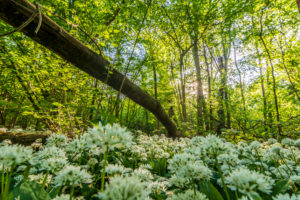 Nationalpark Donauauen, Danube-Auen National Park, blooming Bärlauch (Allium ursinum) in Nationalpark Donauauen, wild garlic, trees, deadwood, jungle, primeval forest, in Donau, Niederösterreich / Lower Austria, Austria Nationalpark Donauauen, Danube-Auen National Park, blooming Bärlauch (Allium ursinum) in Nationalpark Donauauen, wild garlic, trees, deadwood, jungle, primeval forest, in Donau, Niederösterreich / Lower Austria, Austria