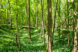 Hardegg, blooming Bärlauch (Allium ursinum), wild garlic, trees, Thaya River National Park Thayatal - Podyji, in Weinviertel, Niederösterreich / Lower Austria, Austria Hardegg, blooming Bärlauch (Allium ursinum), wild garlic, trees, Thaya River National Park Thayatal - Podyji, in Weinviertel, Niederösterreich / Lower Austria, Austria
