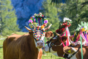 Dachstein Mountains, alm alp Walcheralm, decorated cows for Almabtrieb cattle drive, high mountain pasture, Alpine transhumance in Schladming-Dachstein, Styria, Austria Dachstein Mountains, alm alp Walcheralm, decorated cows for Almabtrieb cattle drive, high mountain pasture, Alpine transhumance in Schladming-Dachstein, Styria, Austria