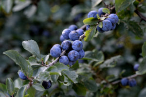 Bildagentur | mauritius images | Blaue Honigbeere (Lonicera caerulea 'Morena ')