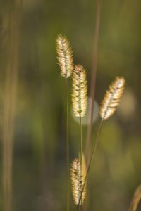 Zarte Gräser im Gegenlicht, Nahaufnahme, Zarte Gräser im Gegenlicht, Nahaufnahme,