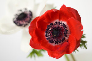 poppy, detail, red and white, poppy, detail, red and white,