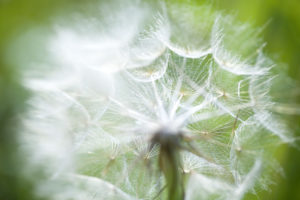 dandelion seed head dandelion seed head