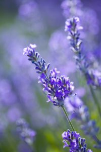 Lavender, close-up Lavender, close-up