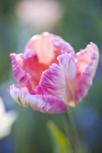 Bed of tulips with pink tulips Bed of tulips with pink tulips