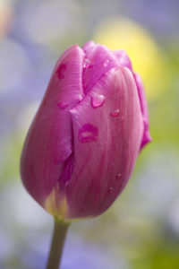 Bed of tulips with pink tulips Bed of tulips with pink tulips