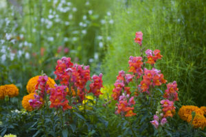 Flowerbed with Antirrhinum Flowerbed with Antirrhinum