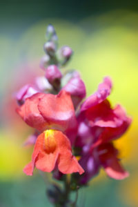 snapdragon, close-up snapdragon, close-up