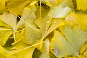 Ginkgo leaves with dewdrops Ginkgo leaves with dewdrops