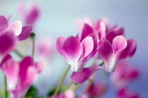 Pink cyclamen Pink cyclamen