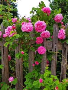Roses at the garden fence Roses at the garden fence