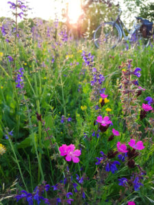 flower meadow flower meadow