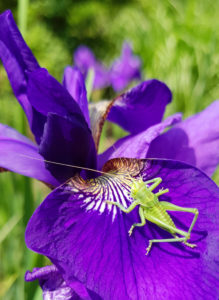 Iris with grasshopper Iris with grasshopper