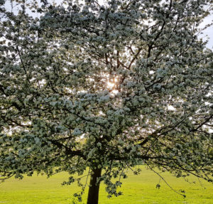 Blossoming apple tree in spring Blossoming apple tree in spring