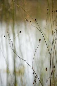 Grasses against the light Grasses against the light