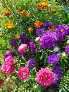Flower bed with asters Flower bed with asters