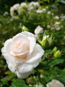 Flower bed with white roses Flower bed with white roses