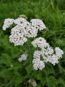 Yarrow in the meadow Yarrow in the meadow
