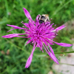 Bumblebee on flake flower Bumblebee on flake flower