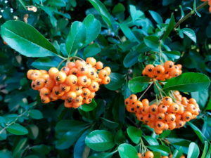 Firethorn with berries, detail Firethorn with berries, detail