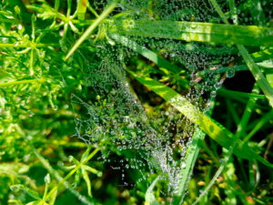 Spider web in the grass with dew drops Spider web in the grass with dew drops