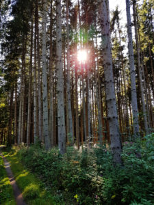 Sunbeams through conifers Sunbeams through conifers