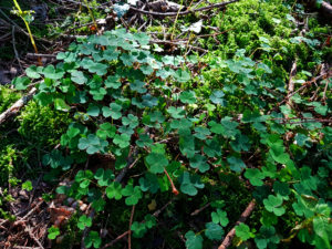 Clover on the forest floor Clover on the forest floor
