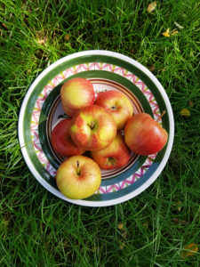 Plate of apples in the meadow Plate of apples in the meadow
