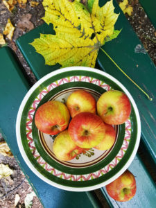 Plate of apples on bench Plate of apples on bench