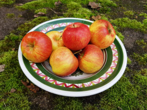 Plate of apples on moss Plate of apples on moss