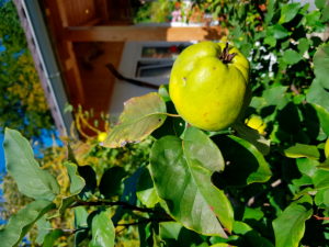 Quince tree in the garden, detail, Quince tree in the garden, detail,