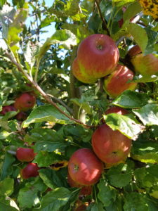 Apple tree with fruits, detail Apple tree with fruits, detail