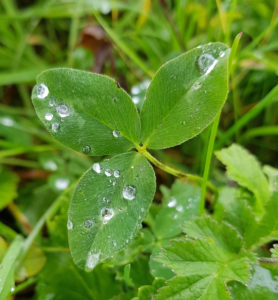 Shamrock with drops of dew Shamrock with drops of dew