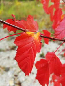 Autumn leaves Autumn leaves
