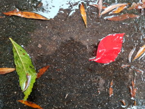 Rainy street with colorful autumn leaves Rainy street with colorful autumn leaves