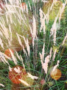 Meadow with autumnal grasses Meadow with autumnal grasses