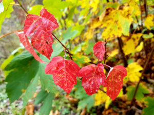 Branches with colorful autumn leaves Branches with colorful autumn leaves