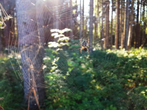 Garden spider on the web Garden spider on the web