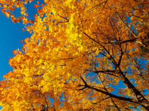 Autumn maple tree Autumn maple tree