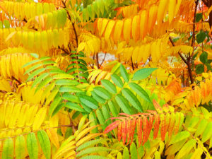 Shrub in autumn color, detail Shrub in autumn color, detail