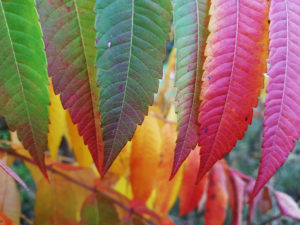 Shrub in autumn color, detail Shrub in autumn color, detail