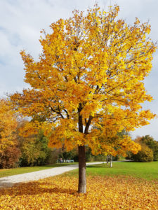 Autumn maple tree Autumn maple tree