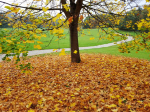 Autumn maple tree Autumn maple tree
