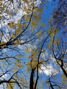 Maple tree from below against blue sky Maple tree from below against blue sky