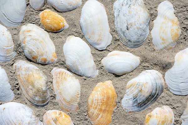 Sea shells, Hebrides, Scotland, United Kingdom, Europe