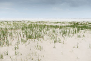 Beach grass in the wind Beach grass in the wind
