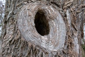 Large knothole in a tree trunk. Large knothole in a tree trunk.