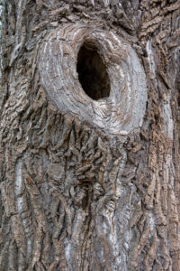 Large knothole in a tree trunk. Large knothole in a tree trunk.